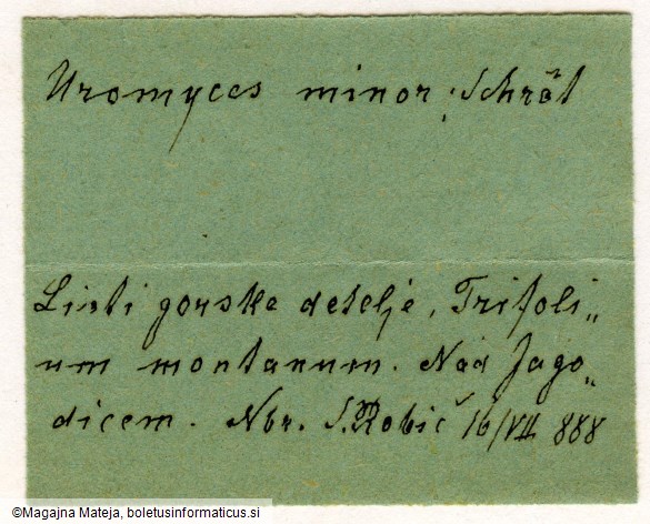 Uromyces minor