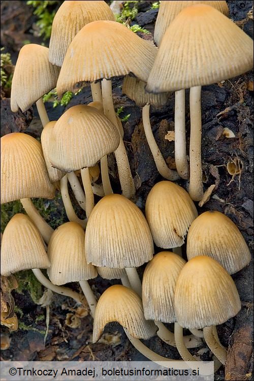 Coprinellus micaceus