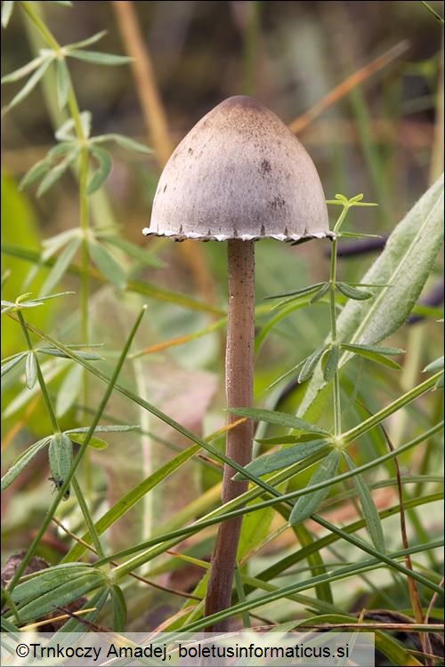 Panaeolus papilionaceus