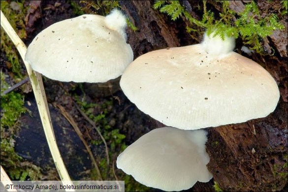 Crepidotus mollis