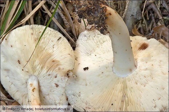 Rhodocollybia maculata