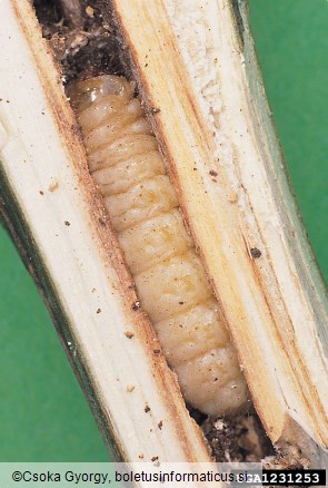 mali topolov steklokrilec (<i>Sciapteron tabaniformis</i>)