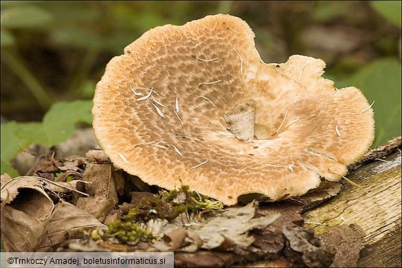 Polyporus tuberaster