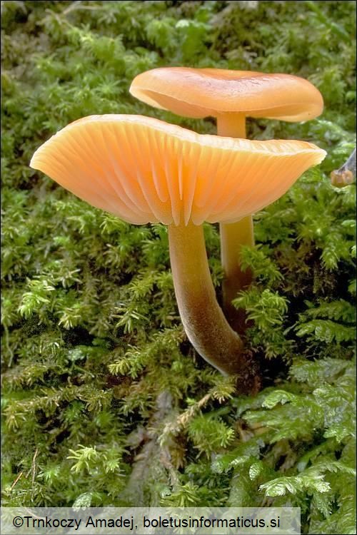 Flammulina velutipes