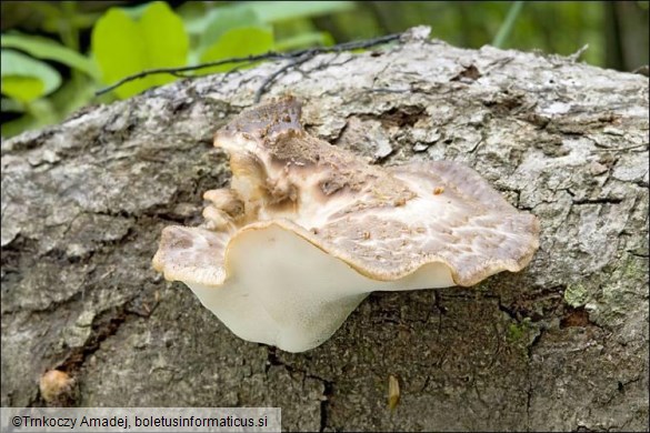 Polyporus squamosus