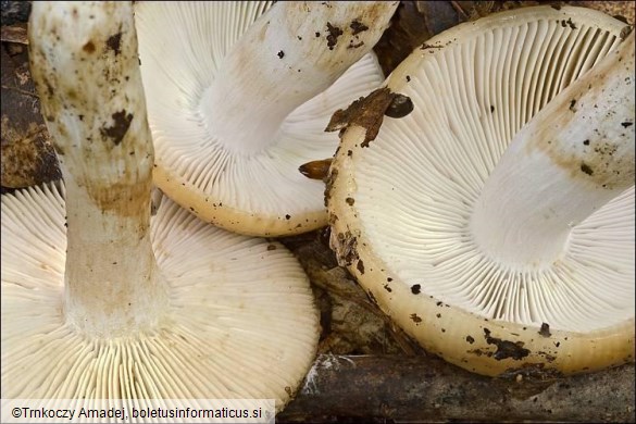 Russula laurocerasi