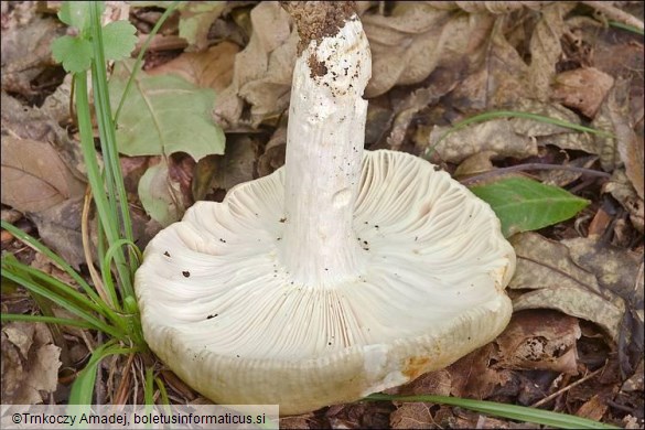 Russula heterophylla