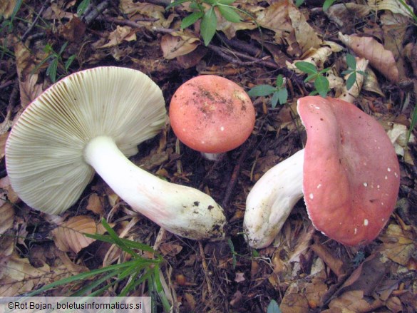 Russula lepida