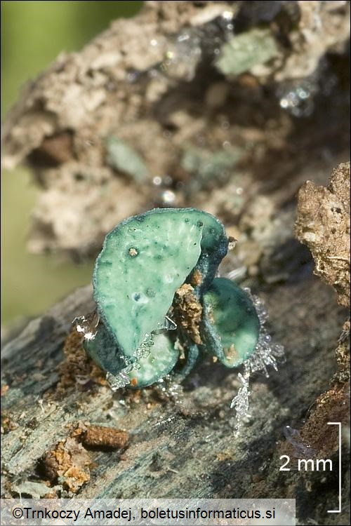 Chlorociboria aeruginascens