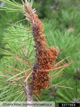 mala borova zapredkarica (<i>Acantholyda hieroglyphica</i>) na <i>Pinus</i> spp.