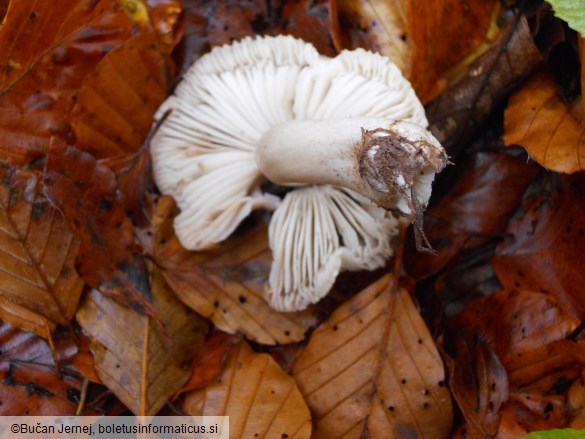 Tricholoma saponaceum