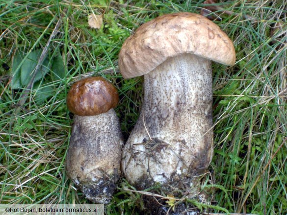 Leccinum scabrum