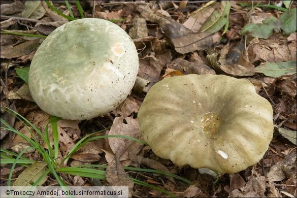 Russula heterophylla