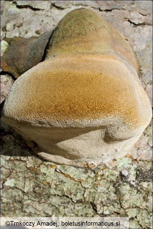 Phellinus hartigii