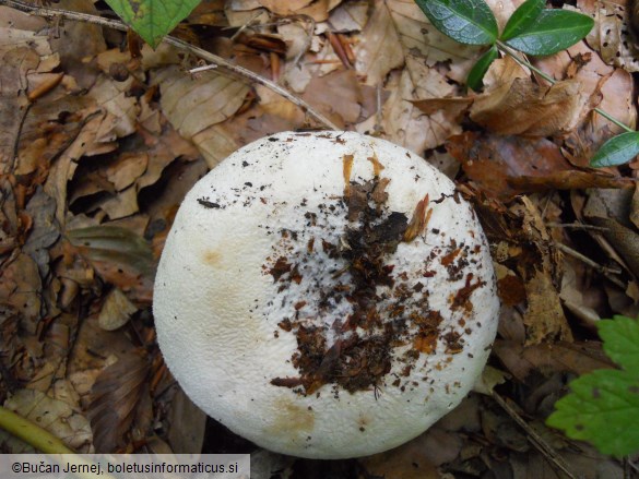 Lactarius vellereus