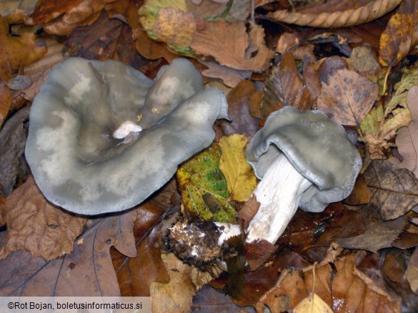 Clitocybe odora