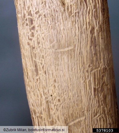 hrastov beljavar (<i>Scolytus intricatus</i>) na <i>Quercus</i> spp.