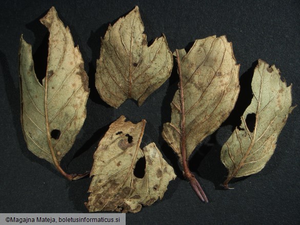 Puccinia menthae