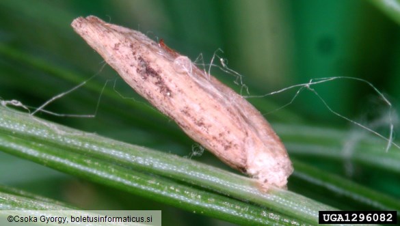 molj macesnovih iglic (<i>Coleophora laricella</i>)