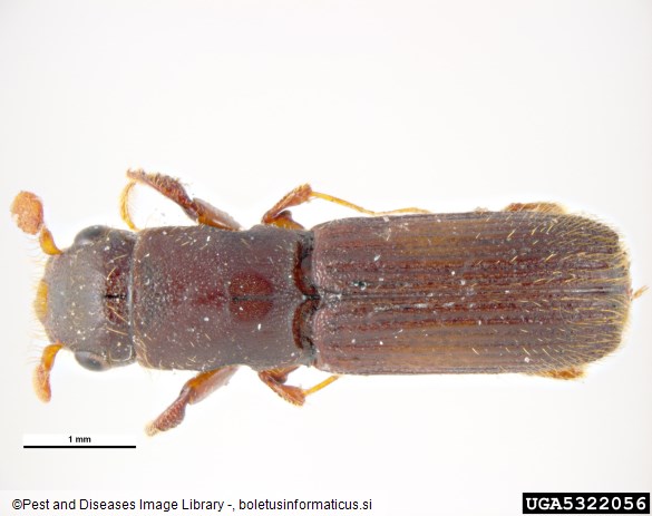 hrastov strženar (<i>Platypus cylindrus</i>)