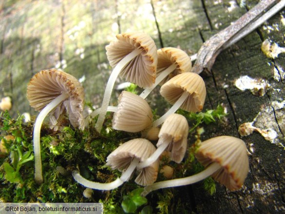 Coprinus disseminatus