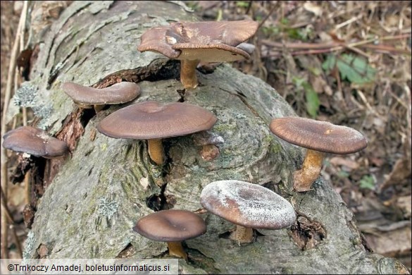 Polyporus brumalis