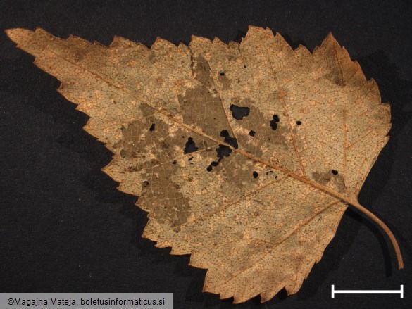 Melampsora betulina