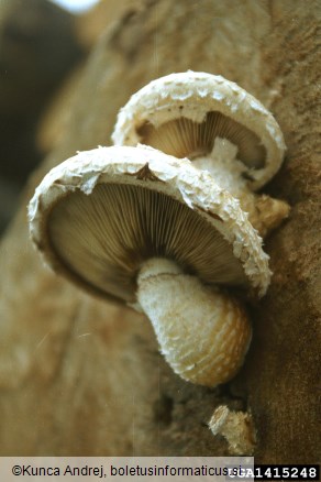 topolov luskinar (<i>Pholiota destruens</i>) na <i>Populus</i> spp.