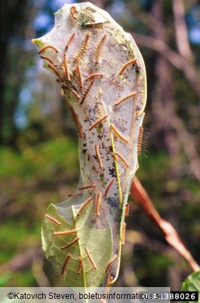 murvar ali murvin prelec (<i>Hyphantria cunea</i>) na <i>Prunus serotina</i>