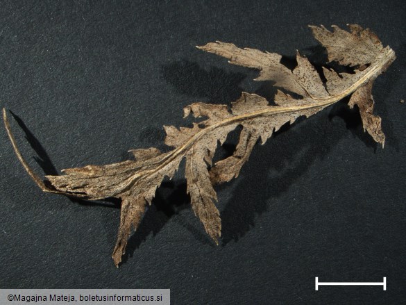 Puccinia tanaceti