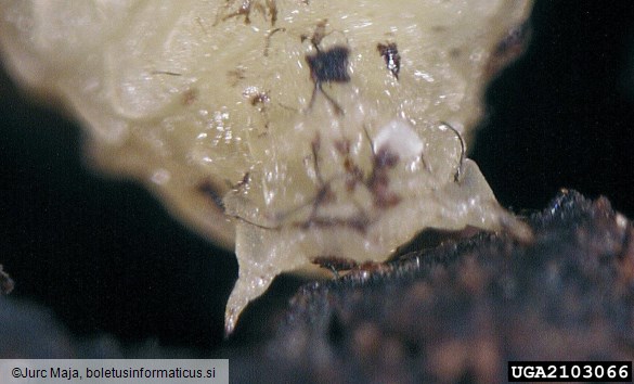 osmerozobi smrekov lubadar ali knaver (<i>Ips typographus</i>) na <i>Picea abies</i>