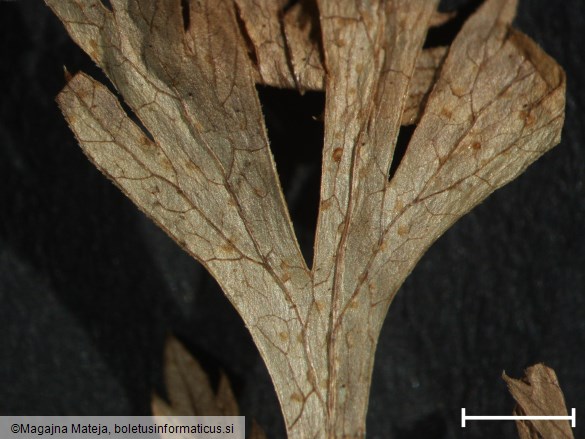 Puccinia bullata