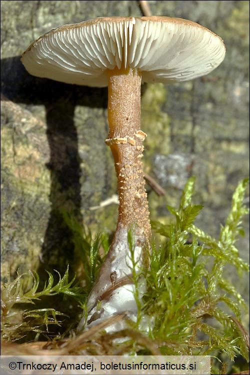 Cystoderma amianthinum