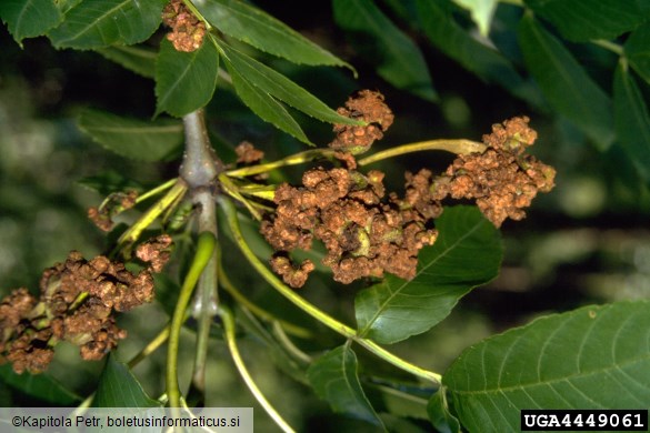 <i>Aceria fraxinivora</i> na <i>Fraxinus</i> spp.