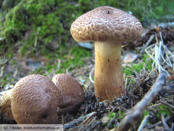 Tricholoma vaccinum