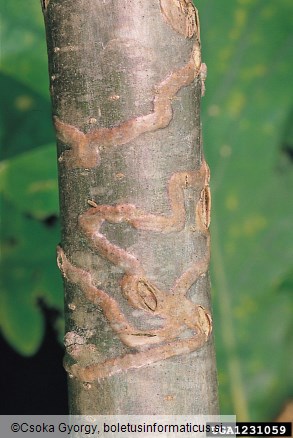 <i>Agrilus angustulus</i>