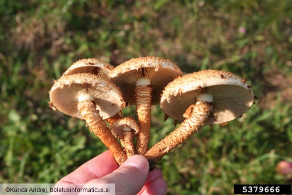 hrapavi luskinar (<i>Pholiota squarrosa</i>) na <i>Populus</i> spp.