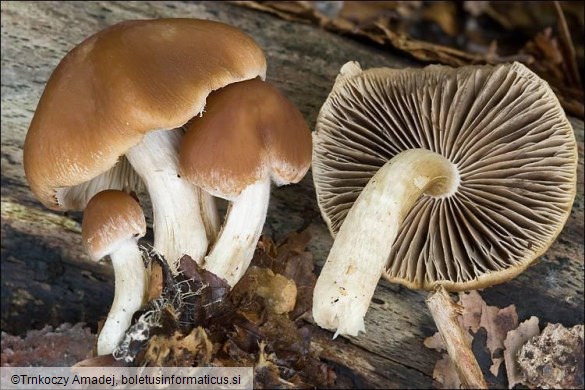 Psathyrella candolleana