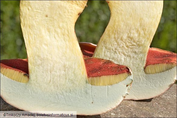 Boletus rhodoxanthus