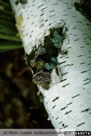 škrlatni skladovec (<i>Chondrostereum purpureum</i>)