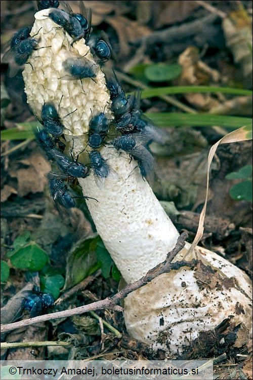 Phallus impudicus
