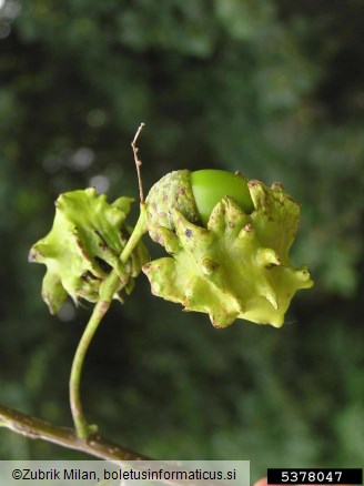 <i>Andricus quercuscalicis</i> na <i>Quercus</i> spp.