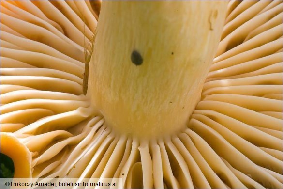 Hygrocybe pratensis