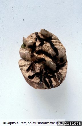 vrtni lesar (<i>Xyleborus dispar</i>) na <i>Acer pseudoplatanus</i>