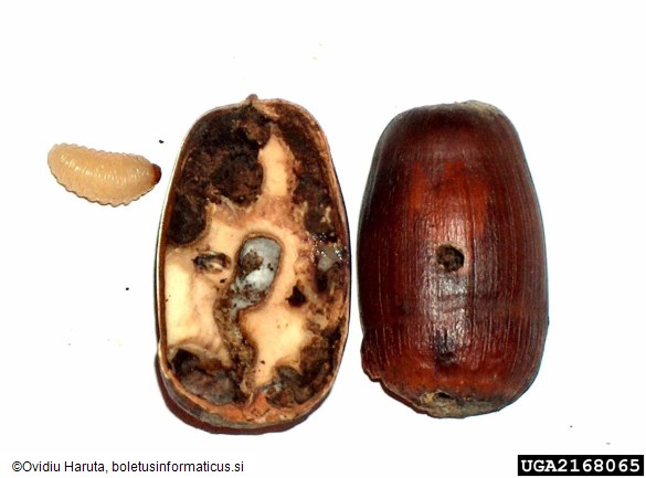 hrastov semenar (<i>Curculio glandium</i>) na <i>Quercus petraea</i>