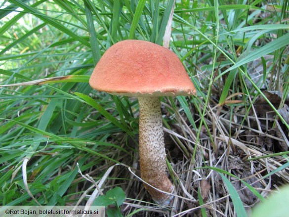 Leccinum aurantiacum