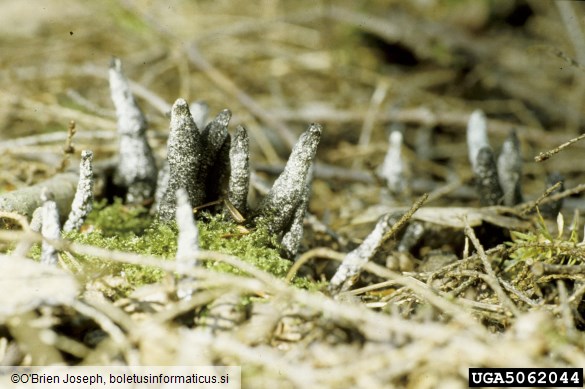 kopučasta lesenjača (<i>Xylaria polymorpha</i>)