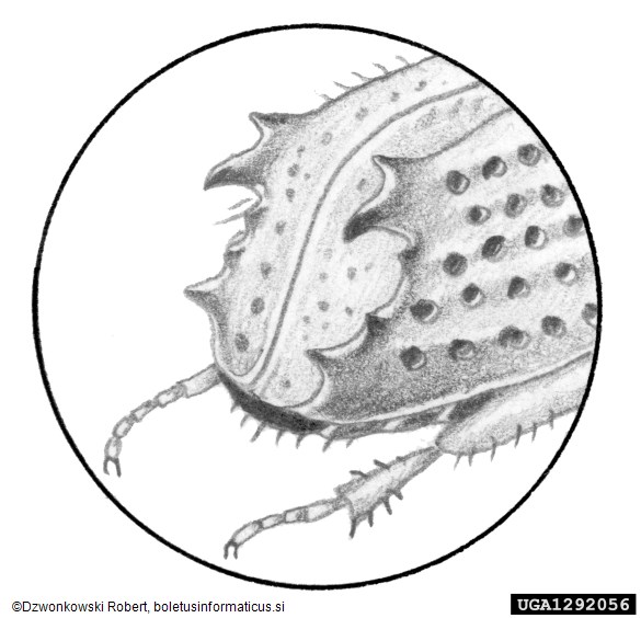 vorontzovov jelov lubadar (<i>Pityokteines vorontzowi</i>)