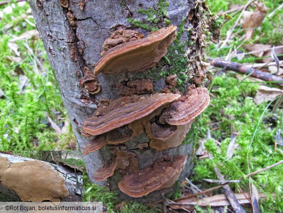 Phellinus conchatus