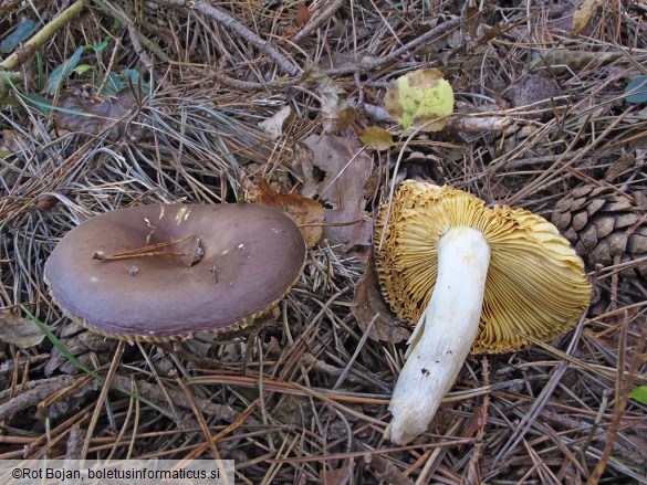 Russula sardonia